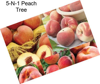 5-N-1 Peach Tree