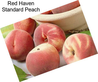 Red Haven Standard Peach