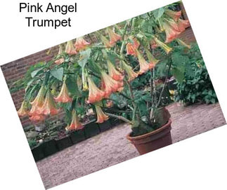 Pink Angel Trumpet