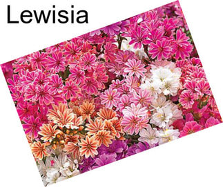 Lewisia