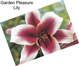 Garden Pleasure Lily