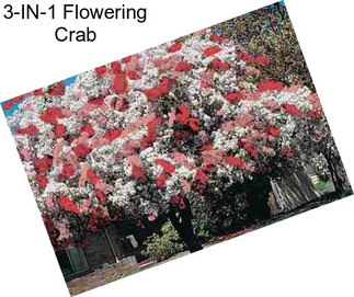 3-IN-1 Flowering Crab