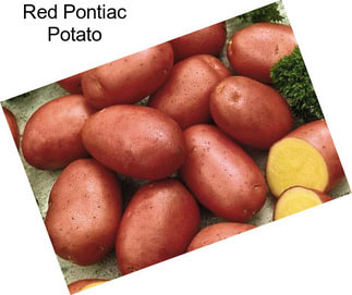 Red Pontiac Potato