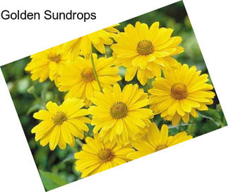 Golden Sundrops