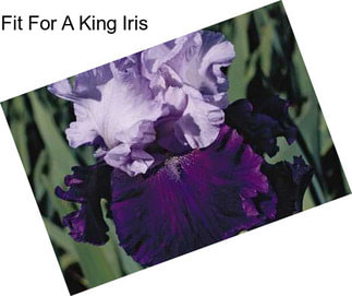 Fit For A King Iris
