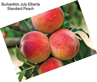 Burbanktm July Elberta Standard Peach