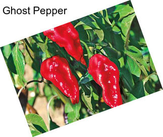 Ghost Pepper