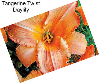 Tangerine Twist Daylily