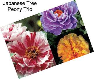 Japanese Tree Peony Trio