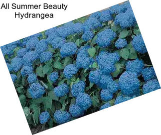 All Summer Beauty Hydrangea