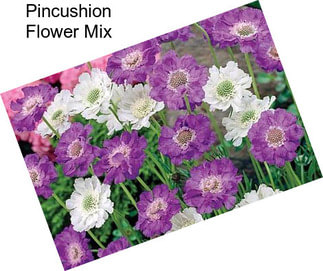 Pincushion Flower Mix