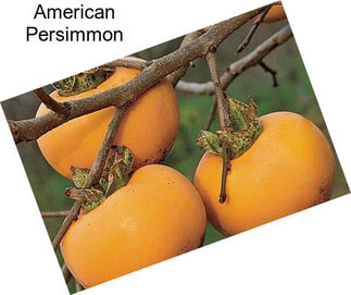 American Persimmon