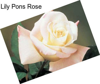 Lily Pons Rose