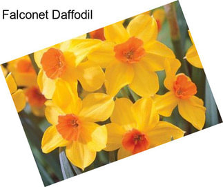 Falconet Daffodil