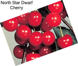 North Star Dwarf Cherry