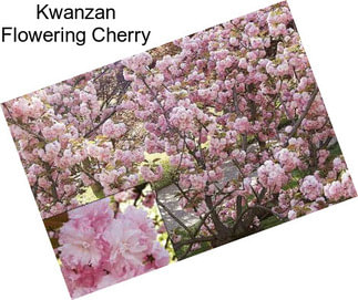 Kwanzan Flowering Cherry