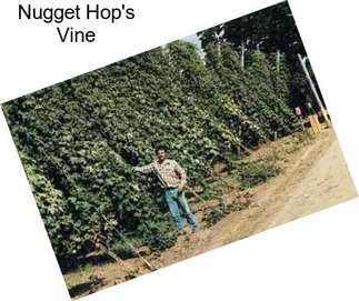 Nugget Hop\'s Vine