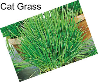 Cat Grass