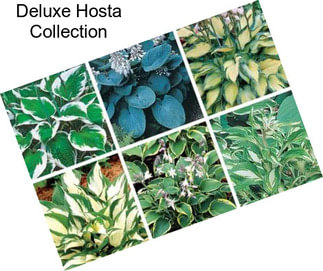 Deluxe Hosta Collection