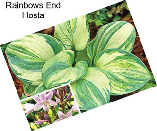 Rainbows End Hosta