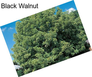 Black Walnut