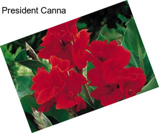 President Canna