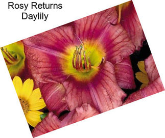 Rosy Returns Daylily