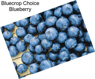 Bluecrop Choice Blueberry