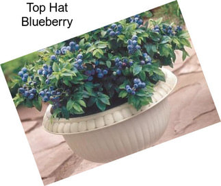 Top Hat Blueberry