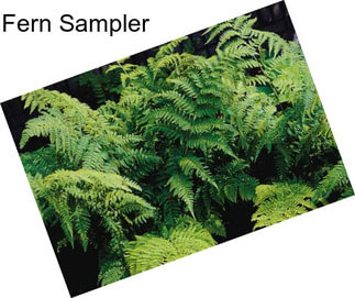 Fern Sampler