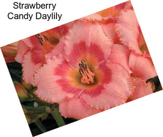 Strawberry Candy Daylily