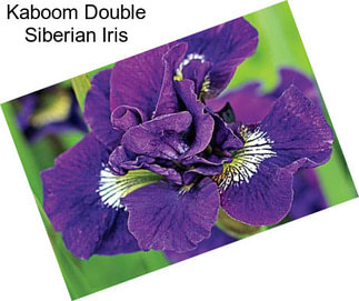 Kaboom Double Siberian Iris