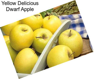 Yellow Delicious Dwarf Apple