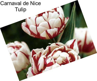 Carnaval de Nice Tulip