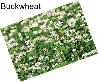 Buckwheat