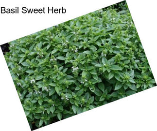 Basil Sweet Herb