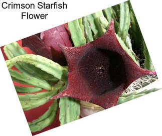 Crimson Starfish Flower