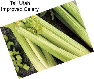 Tall Utah Improved Celery