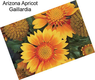 Arizona Apricot Gaillardia