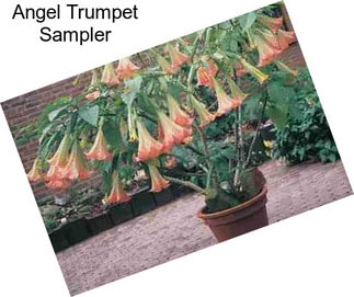 Angel Trumpet Sampler