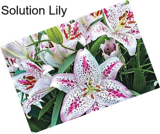 Solution Lily