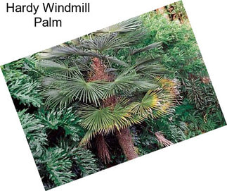 Hardy Windmill Palm