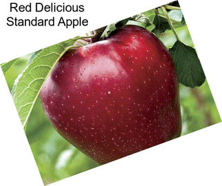 Red Delicious Standard Apple