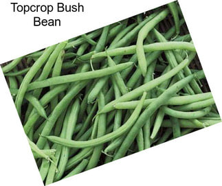 Topcrop Bush Bean