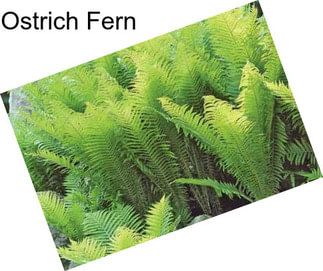 Ostrich Fern