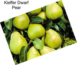 Kieffer Dwarf Pear