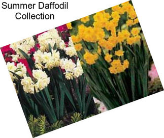 Summer Daffodil Collection