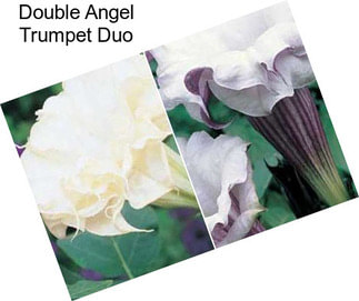 Double Angel Trumpet Duo