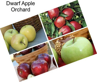 Dwarf Apple Orchard