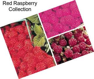 Red Raspberry Collection